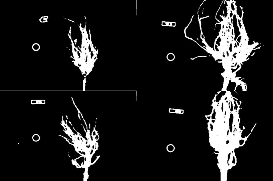 Improved binary masks of the four maize root images