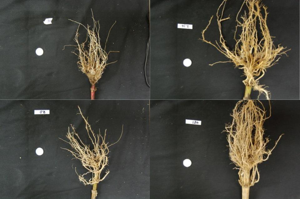 Four images of maize roots