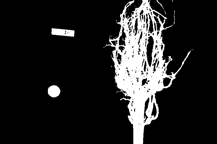 Binary mask of the maize root system