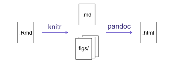 The 'knitting' process: First, R Markdown is converted to Markdown, which is then converted (via pandoc) to .html, .pdf, .docx, etc.